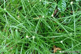 水边常见的“散寒草”，煮水泡脚大有好处，可惜现在很难再见到了图片