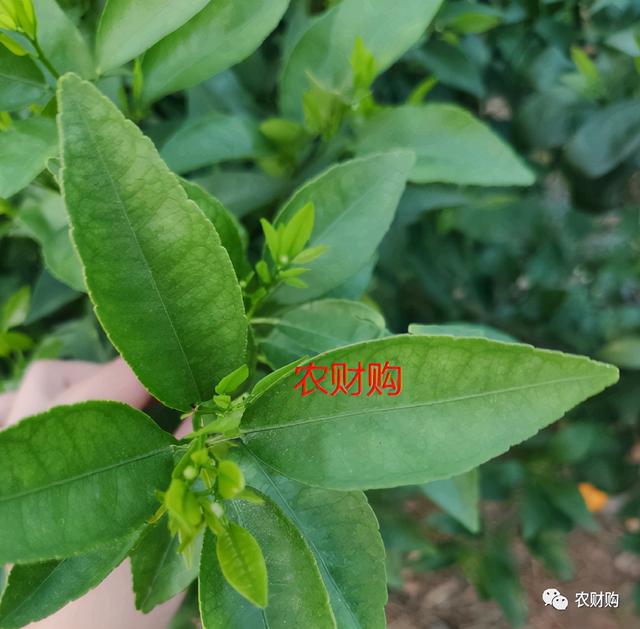 5个真实果园案例分析！下肥、保果、打药工作详解，对号入座