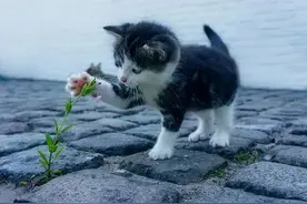猫落地那么平稳潇洒，竟然可以用这个物理定律来解释！图片