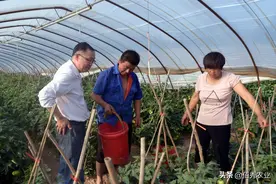 对小菜蛾和蓟马高效，还有杀卵功效的唑虫酰胺，为啥缺少知名度？图片