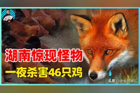 湖南村民家中发生怪事，46只野鸡惨遭袭击，罪魁祸首竟是赤狐？图片