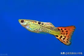孔雀鱼小苗怎么养？注意这些事项，小苗长得会更好图片