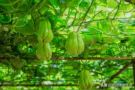 夏天最该吃的瓜，南瓜倒数第一，西瓜只排第二，建议收藏了解图片