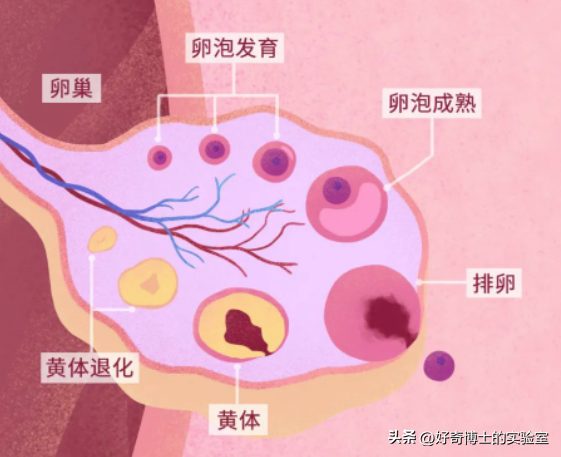 便宜的和贵的避孕药有啥区别？哪种对身体伤害小？男生必看！