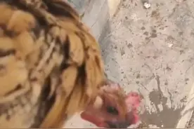 鸡吐水详细讲解图片