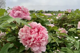 100多个品种10万多株！北京这里的牡丹将开到5月底——图片