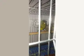 玉鸟繁殖年龄及配对技巧整理文章图片