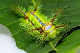 俗称洋辣子，曾是农村娃的噩梦，如今端上餐桌，100多元一斤图片