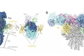 科学家发现FcuR形式免疫球蛋白M的分子机制，助力理解生物学功能图片
