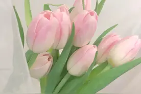 海迪印象图片