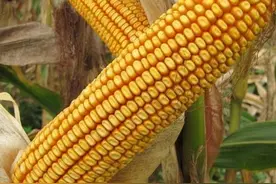 这几个超高产玉米品种，最高亩产都在2000斤以上，适合哪里种植图片