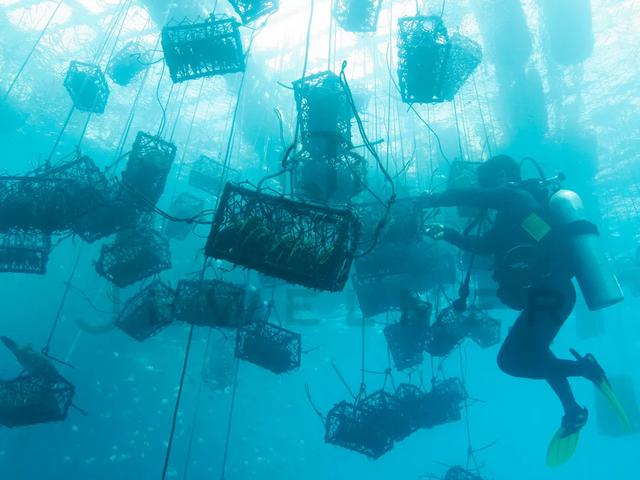 「干货」南洋金珠专题直播精彩集锦，专家教你怎么看南洋珍珠