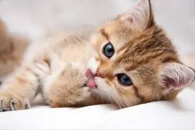 猫咪感冒了有什么表现？如何在家给猫咪治疗？图片
