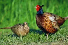 山东农田野鸡遍地飞，肆意啃食庄稼，农民可以驱逐不能捕捉图片