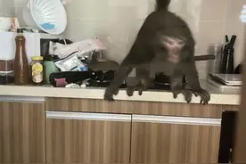 又有人被猴子“打劫”！贵阳市动植物保护站：可以这么做图片