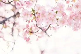 “樱”约而至！这个春日，来杜康仙庄赴一场浪漫樱花之约图片