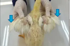 肉鸡详细解剖步骤图片