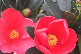 茶花一年四季都开花吗图片