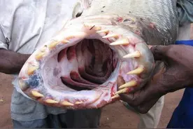食人鱼 piranha，水虎鱼图片