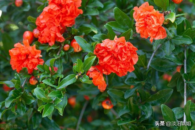 老祖宗说“五树进宅，人穷家败”，哪5种树不适合栽在院子里？