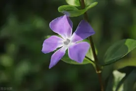 真正让男人着迷的女人，很“静”图片