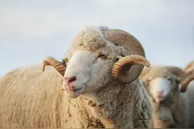 近期全国各地活羊价格图片