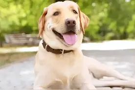 告诉你一个秘密：养狗就养拉布拉多图片