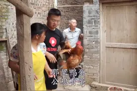 渝乡桃子家今天吃鸡，话说公鸡到底有蛋吗？图片