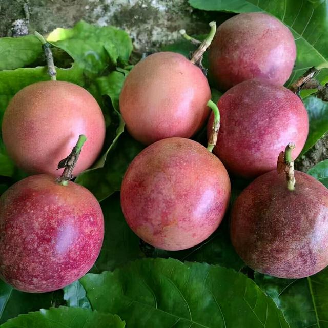 广西一种“酸蛋果”，以往鸟儿都嫌酸，因营养多，现成昂贵的水果