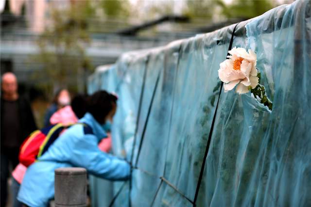 中国洛阳牡丹文化节每日花情专题播报之一含苞欲放