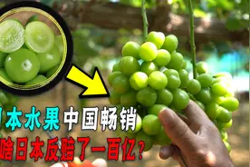 阳光玫瑰畅销中国后，还占领日本部分市场，为啥日本农协急了？图片