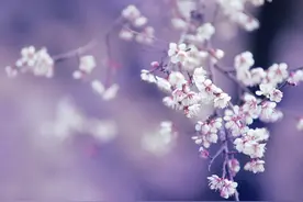 想你，念你，却不敢打扰你图片