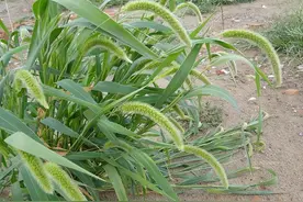 “狗尾巴草”是个宝，用它来煮水喝，或能帮你解决这6个问题图片