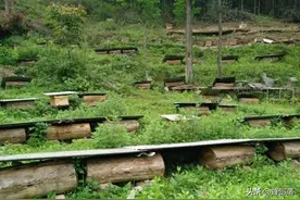 你的蜜蜂为何越养越少？原因和对策在这儿，各蜂友请查收图片