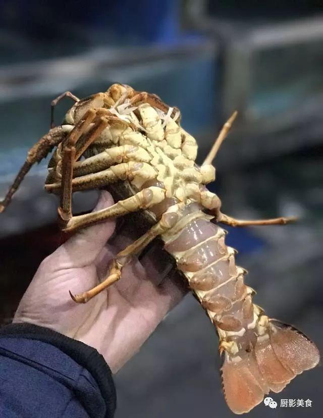 什么海鲜胶原蛋白最多 2025年海鲜含有胶原蛋白吗