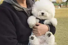 一旦比熊出现这几个行为，就说明它此刻需要你图片