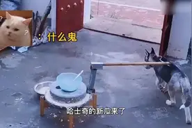 公司买了一条狗入账，财务应该走什么科目？图片