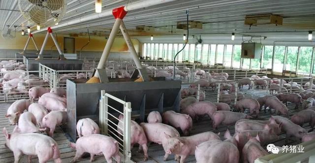 L-赖氨酸短缺持续到明年，影响饲料配方，养猪人怎么办？