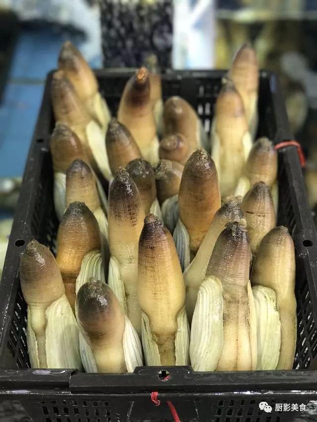 花胶选几级的 花胶等级顺序鱼胶排名大全