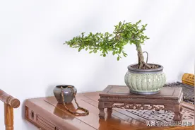 最有禅意的十大佛性绿植，好养又高级，放在家里倍增光图片