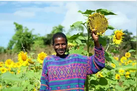 我在尼日利亚种向日葵，黑人同事笑称：瓜子是最好吃的零食图片