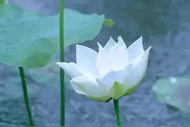 散文：爱一个人，花开是你，花落也是你图片