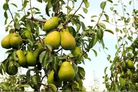 俗语“房前屋后，莫栽六树”；分别指的哪‘六’树？有道理吗图片