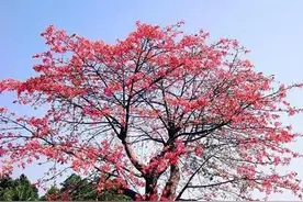 木棉，极美丽的树种图片