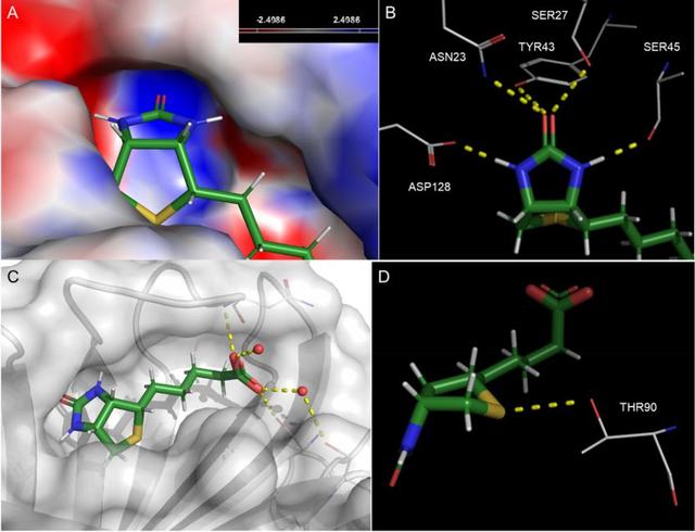 药物设计│生物素在药物设计中的经验教训