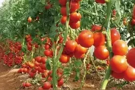 番茄开花不结果，是什么原因？解决办法非常容易一喷就灵图片