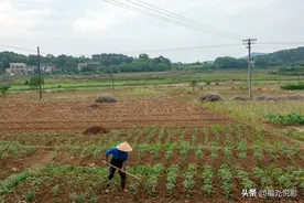 欣赏彭老师的《种菜》有感图片