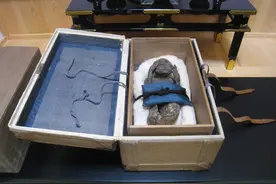 日本人鱼木乃伊开箱：据传有286年历史，结果明显是个假货图片