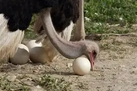 世界上最大的蛋，除了吃居然还能拿来做这个图片
