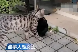 流浪猫被投喂一个月后叼来5只猫崽，猫有灵性会找对的人托付宝宝图片